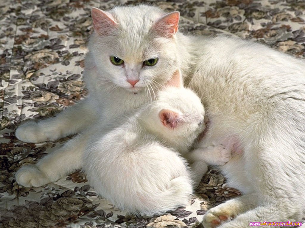 Про маму кошку. Кошка с котятами. Белая кошка с котятами. Кошка белая. Мама кошка.